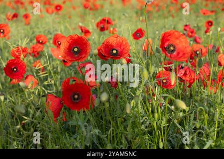 Wunderschönes Feld mit leuchtend roten Mohnblumen in voller Blüte an einem sonnigen Tag mit üppig grünen Stielen und Knospen. Konzept der friedlichen Natur und blühenden Blumen Stockfoto