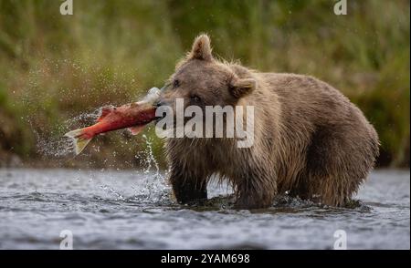 Grizzly Bären in Alaska Stockfoto