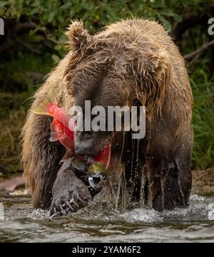 Grizzly Bären in Alaska Stockfoto