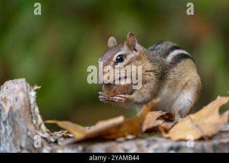 Süßes kleines östliches Chipmunk (Tamias striatus), das Eicheln isst. Stockfoto