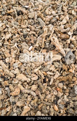 Coral Rocks Beach Kieselsteine, die vielfältig und gelblich in der Farbe sind Stockfoto