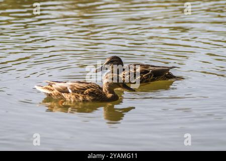 Nahaufnahme von zwei Enten schwimmen im Teich Stockfoto