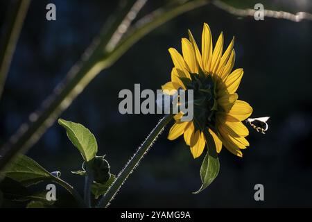 Sonnenblume (Helianthus annuus) mit Biene im Flug vor dunklem Hintergrund, Kopenhagen, Dänemark, Europa Stockfoto
