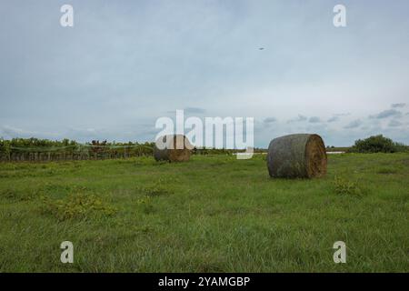 Zwei Heuballen liegen auf einer grünen Wiese unter bewölktem Himmel, Nationalpark Neusiedler See, Burgenland, Österreich, Europa Stockfoto