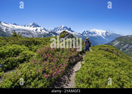 Bergsteiger auf Wanderwegen zwischen Alpenrosen, Bergpanorama mit Gletschern, Aiguille Verte mit Aiguille du Midi und Mont Blanc Stockfoto