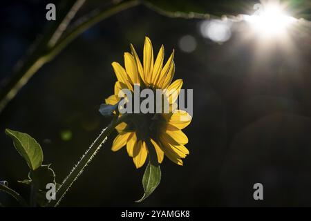Rückansicht der Sonnenblume (Helianthus annuus) vor dunklem Hintergrund bei Hintergrundbeleuchtung, Kopenhagen, Dänemark, Europa Stockfoto