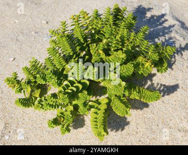 Grüne Pflanzen wachsen im hellen Sand, beleuchtet durch Sonnenlicht, Meer stechpalme oder Strand Portulaca (Honckenya peploides), Montedor, Viana do Castelo Stockfoto