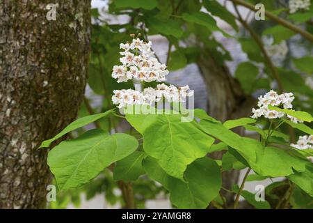 Ein Baum mit großen grünen Blättern und weißen Blüten in einer natürlichen Umgebung, Südkatalpa (Catalpa bignonioides), Zigarrenbaum, indischer Bohnenbaum, Fran Stockfoto