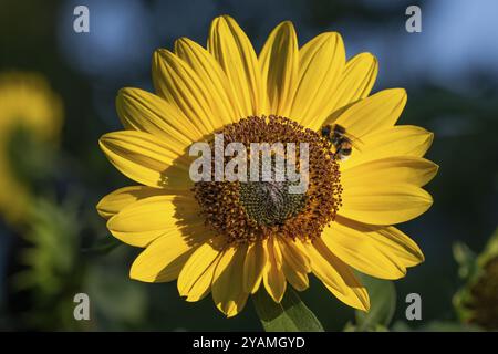 Nahaufnahme einer Sonnenblume (Helianthus annuus) mit einer Biene auf der Blume im Sonnenlicht, Kopenhagen, Dänemark, Europa Stockfoto