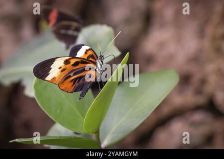 Ithomiine Schmetterling (Melinaea satevis) auf einem grünen Blatt, Schmetterlingshaus, Botanischer Garten oder Botanisk Have, Universität Kopenhagen, Dänemark Stockfoto
