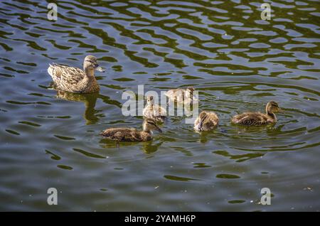 Nahaufnahme von Ente mit Küken Schwimmen im Teich Stockfoto