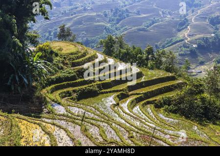 Nahaufnahme der Reisterrasse in Sapa Dorf, Vietnam, Asien Stockfoto