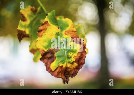 Bunte Herbstblätter, Leoben, Steiermark, Österreich, Europa Stockfoto