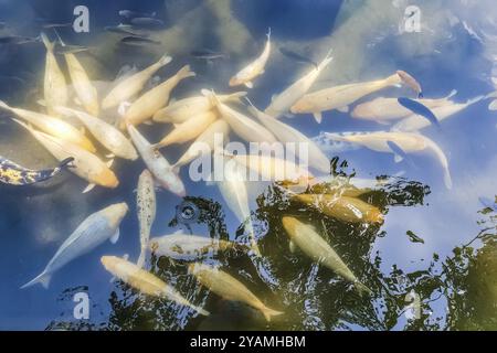 Nahansicht auf goldenen Fisch im Pool im Tirta Gangga Tempel in Bali, Indonesien, Asien Stockfoto