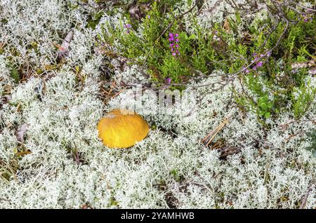 Detailansicht auf einzelne gelbe Kappe Pilz in White Moss Stockfoto