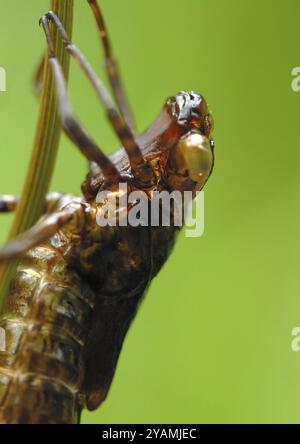 Makro einer leeren Libellenlarve Stockfoto