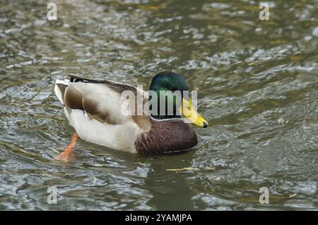 Nahaufnahme von Enten schwimmen im Teich Stockfoto