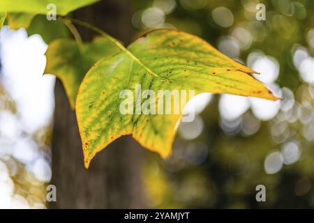 Bunte Herbstblätter, Leoben, Steiermark, Österreich, Europa Stockfoto