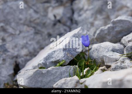 Glockenblume zwischen Steinen, Dachstein, Oberösterreich, Österreich, Europa Stockfoto