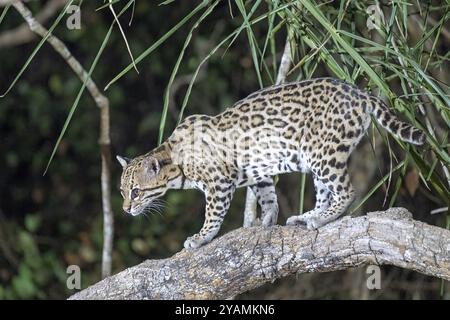 Ozelot (Leopardus pardalis), nachts, stehend auf Ast, Pantanal, im Landesinneren, Feuchtgebiet, UNESCO-Biosphärenreservat, Weltkulturerbe, Feuchtbiotope, Stockfoto