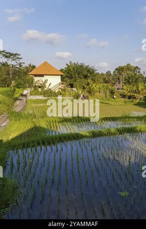 Malerischer Blick auf Villa und Reisfeld in Ubud, Bali, Indonesien, Asien Stockfoto