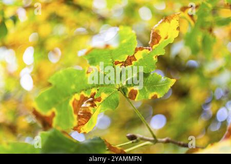 Bunte Herbstblätter, Leoben, Steiermark, Österreich, Europa Stockfoto