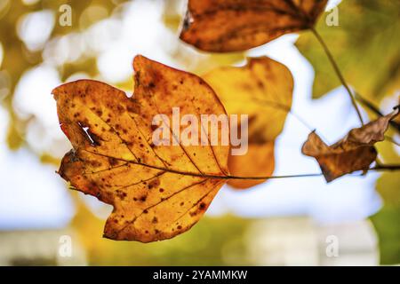 Bunte Herbstblätter, Leoben, Steiermark, Österreich, Europa Stockfoto