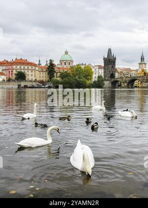 Schwäne auf der Moldau in der Nähe der Karlsbrücke in Prag, Tschechien, Europa Stockfoto