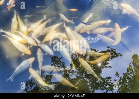 Nahansicht auf goldenen Fisch im Pool im Tirta Gangga Tempel in Bali, Indonesien, Asien Stockfoto