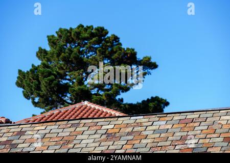 Nahaufnahme eines mehrfarbigen Schieferdachs mit einem Terrakottadach im Hintergrund, eingerahmt von einem großen Baum und einem klaren blauen Himmel Stockfoto