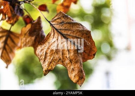 Bunte Herbstblätter, Leoben, Steiermark, Österreich, Europa Stockfoto