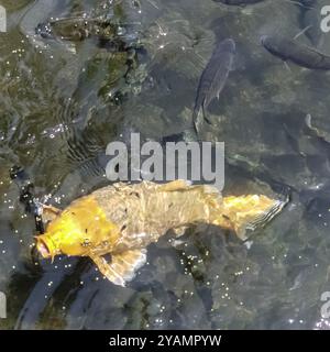 Nahansicht auf goldenen Fisch im Pool im Tirta Gangga Tempel in Bali, Indonesien, Asien Stockfoto