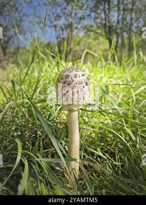 Sonnenschirmpilz wächst zwischen grünem Gras im Wald. Makrolepiota procera-Pilze Stockfoto