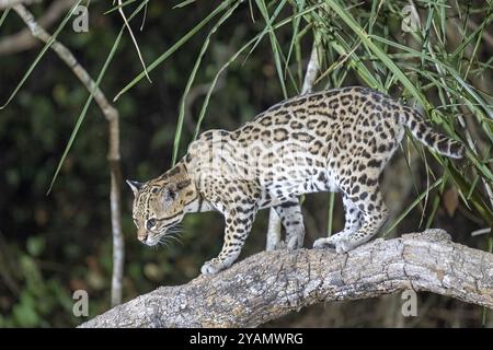 Ozelot (Leopardus pardalis), nachts, stehend auf Ast, Pantanal, im Landesinneren, Feuchtgebiet, UNESCO-Biosphärenreservat, Weltkulturerbe, Feuchtbiotope, Stockfoto