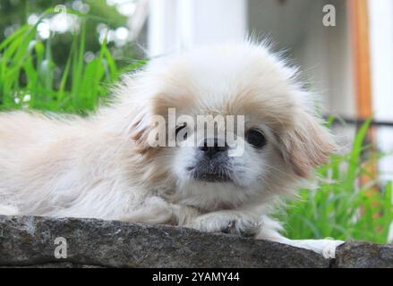 Kleiner Hund auf dem Stein im Garten Stockfoto