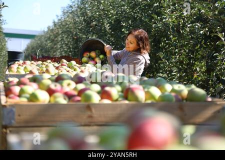 Die weibliche Saisonarbeiterin gießt während einer Ernte in einem Obstgarten frisch gepflückte Äpfel aus einem Eimer in große Holzkisten Stockfoto