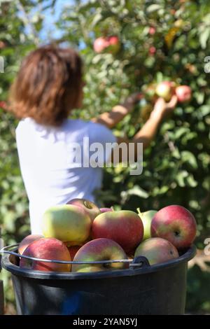 Saisonarbeiter pflückt reife Äpfel von Bäumen im Obstgarten und legt sie in einen Eimer Stockfoto