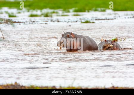 Flusspferde fressen Flusspflanzen Stockfoto