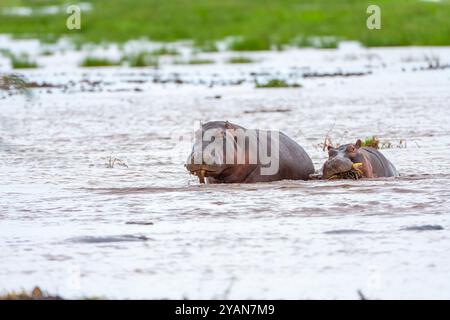 Flusspferde fressen Flusspflanzen Stockfoto