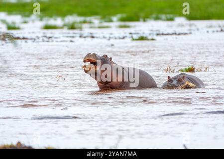 Flusspferde fressen Flusspflanzen Stockfoto