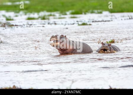 Flusspferde fressen Flusspflanzen Stockfoto