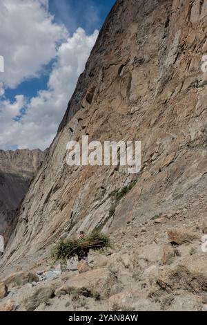 Ein Mann trägt ein Holzbündel im Nangma Valley, Kanday, Baltistan, Pakistan Stockfoto