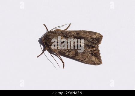 Nahaufnahme Dunkelbögen (Apamea monoglypha). Motten der Familie Noctuidae, Owlet Motten. Isoliert auf weißem Hintergrund. Niederlande, Sommer, Juni Stockfoto