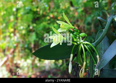 Bestäubte Vanilleorchideen, Bohnen, Knospen und Blüten, die auf Pflanzenreben aus dem tropischen Kerala, Indien, wachsen. Stockfoto