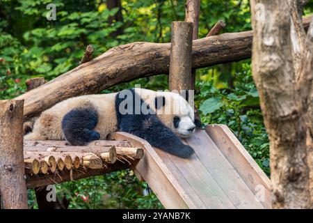 Ein Riesenpanda isst am 14. Oktober 2024 in der Chengdu Research Base of Giant Panda Breeding in Chengdu, China, frischen Bambus. (Foto: Costfoto/NurPhoto) Stockfoto