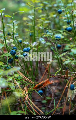Heidelbeeren gedeihen im Wald, reif und frisch für die Ernte. Details aus der Nähe betonen saftige, süße Qualitäten. Perfekt für Hintergründe, Förderung eines gesunden Lebensstils Stockfoto