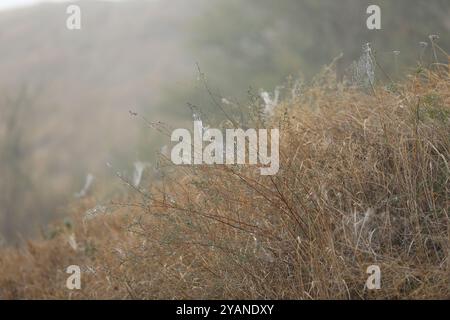 Spinnennetz im Gras. Wassertropfen auf Spinnennetz Stockfoto