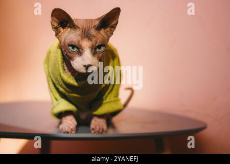 Eine haarlose kanadische Sphynx-Katze in einem grünen Pullover sitzt auf einem Tisch. Porträt einer Katze in einem Wohnraum. Sphinx-Kätzchen mit smaragdgrünen Augen. Stockfoto