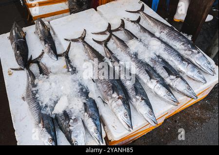 Frischer Barrakuda-Fisch auf dem Straßenmarkt in Vietnam in Asien Stockfoto