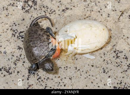 Europäische Teichschildkröte (Emys orbicularis) schlüpft aus Ei. Sussex, Großbritannien Stockfoto